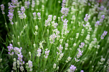 lavender flowers in the garden