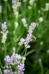 lavender flowers in the garden