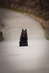 puppy of schipperke is running on road. She is so happy and crazy dog. She loves moving.