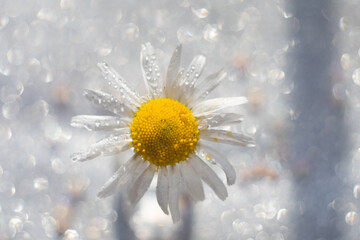 daisy in snow