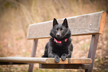 Autumn portrait of schipperke puppy on brench. She is so cute animal with very nice face.