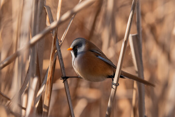 bigotudo (Panurus biarmicus)