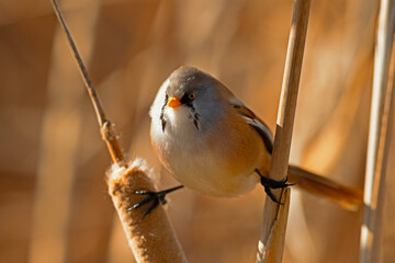 bigotudo (Panurus biarmicus)