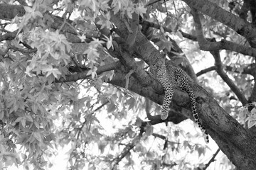 Leopard Bahati sitting on a tree at Masai Mara, Kenya