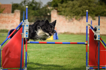 Tricolor border collie in agility tunel on Ratenice competition. Amazing day on czech agility competition in town Ratenice it was competition only for large.