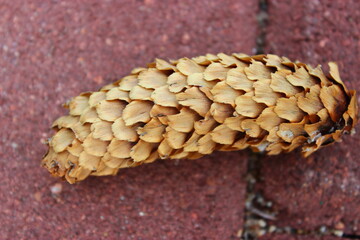 Obraz premium Pine cone