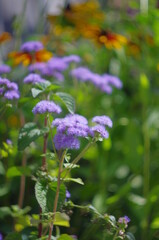 purple flowers in the garden