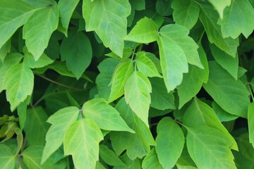 Naklejka na ściany i meble Green leaves