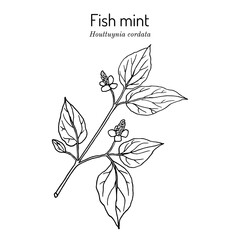 Fish mint Houttuynia cordata , medicinal plant