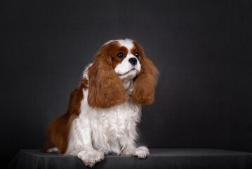 Portrait of a red-colored cavalier Spaniel dog.