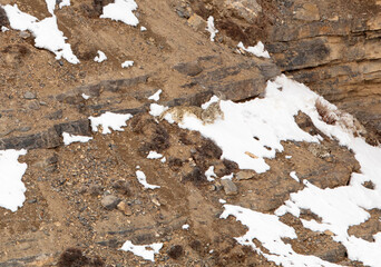 Snowleopard Mother and Cubs on the cliff near Kibber village, Spiti valley of Himachal Pradesh, India