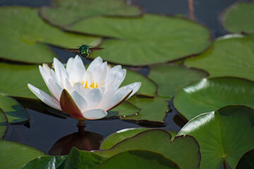 Beautiful bright green beetle flies over a white water lily