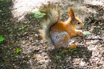Naklejka na ściany i meble A young red squirrel looks for fallen nuts in the forest.