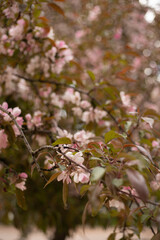Spring pink Apple blossom in the Park