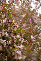 Spring pink Apple blossom in the Park
