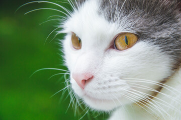 Close up picture of white cat portrait with brown yellow eyes and white whiskers on green background. Domestic animal looking in front on the street. Natural wallpaper with pet.