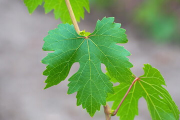Vine with  fresh  figured bright green grape  leaves closeup