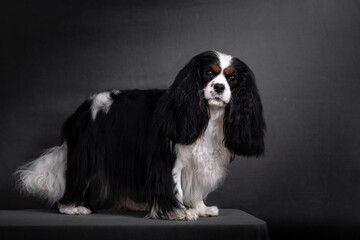 cavalier king charles spaniel dog portrait on black
