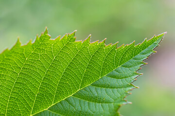Macro view of  serrated green leaf  of dewberry on blurred light  green floral background