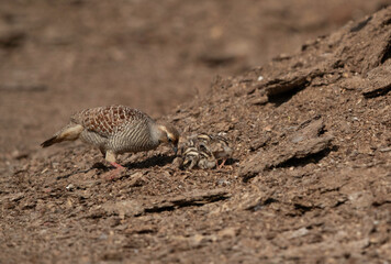 Grey francolin feeding her chicks at Adhari, Bahrain