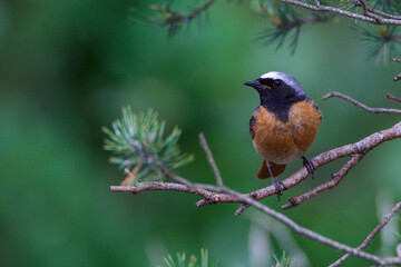 Redstart male bird on pine tree