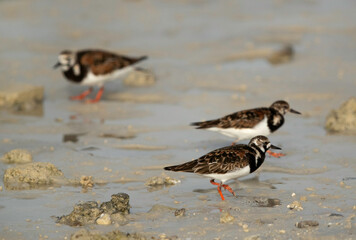 Ruddy Turnstones at Busaiteen coast, Bahrain