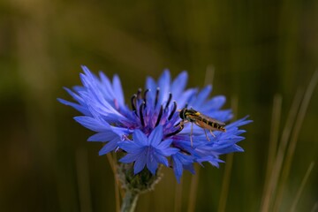 hoverfly on a blue conrflower blosson