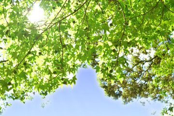 Fototapeta na wymiar Background with sunlight breaking through bright green foliage against blue sky