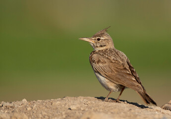 Obraz premium A portrait of a crested Lark at Buri farm, Bahrain