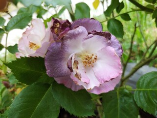 delicate bud of blossoming roses of Blue For You variety