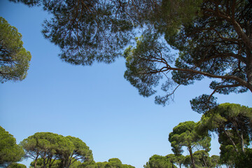 green pine tree and blue sky