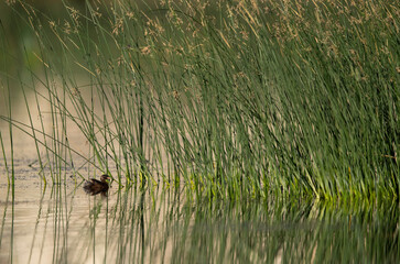 Juvenile Little grebe in its habitat at Buhair lake, Bahrain