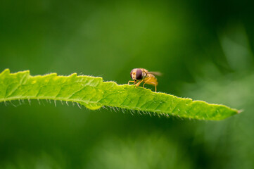 Detail of isolated hoverfly  (flower fly or syrphid fly)