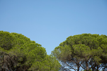 Fototapeta na wymiar green pine tree and blue sky