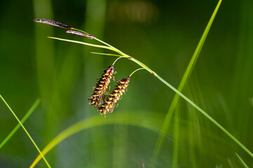 Wild blade of grass with brown seeds