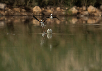 Black-winged Stilts charging a egret for protecting its chicks at Buhair lake, Bahrain