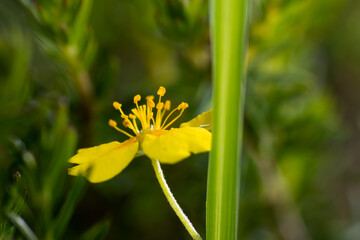 Common tormentil and grass