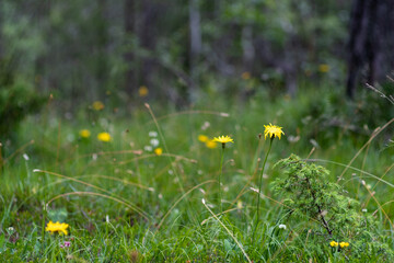 Meadow with yellow flowers and blurred forest in the background