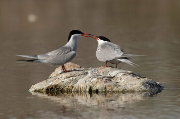 A pair of White-cheeked Terns at Asker marsh, Bahrain