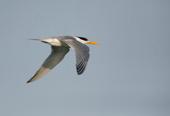 Fototapeta na wymiar Lesser Crested Tern flying at Busaiteen coast, Bahrain