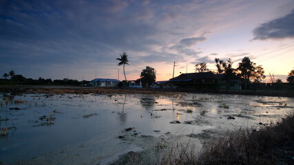 sunrise over the paddy field