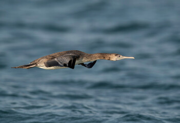 Socotra cormorant in flight at Busaiteen coast, Bahrain