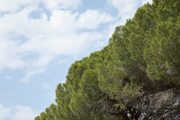 green pine tree and blue sky