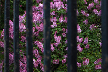 Bright blooming lush bush of violet lilac growing behind old iron fence