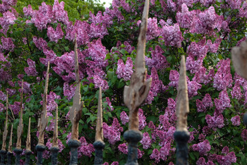Bright blooming lush bush of violet lilac growing behind old iron fence with golden pikes