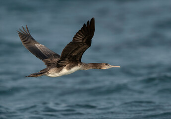 Fototapeta na wymiar Socotra cormorant flying at Busaiteen coast, Bahrain