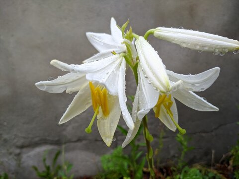 white lily flowers in inflorescence on a branch in water droplets