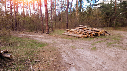 Timber and wooden logs lie in the forest after a saw cut. Wood and materials for production. Ecology. Deforestation. Environmental protection concept.