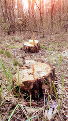 Cut tree stump in the forest. Timber, harvesting. Wood background. Environmental concept. Forest and landscape.