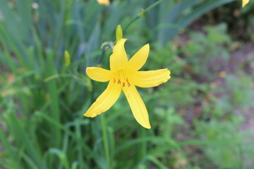Bright yellow lilies bloom in the spring garden